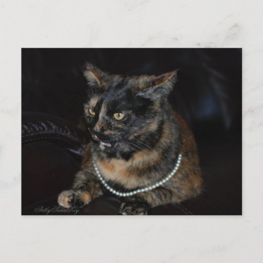 パール。はがき。 ポストカード (正面)