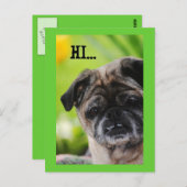 パ中国のグ犬ハイハガキ ポストカード (正面/裏面)