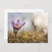 パ素晴らしスパの花葉書 ポストカード (正面/裏面)