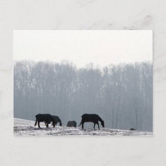 パ・チェスターカウンティ ポストカード