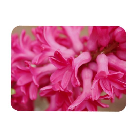 ヒアシントピンク マグネット (横)