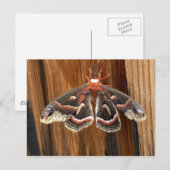 ヒアロホラ盲蛾 ポストカード (正面/裏面)