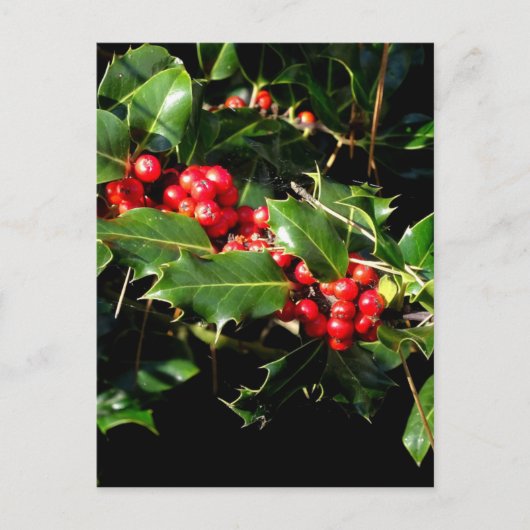 ヒイラギおよびキヅタ ポストカード (正面)