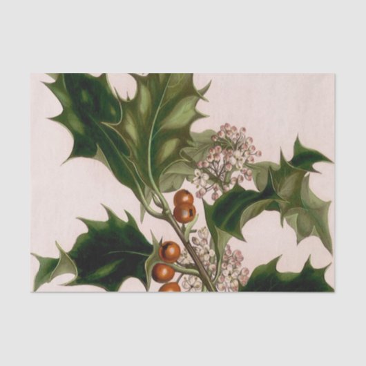 ヒイラギの果実 薄葉紙 (正面)