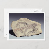 ヒエナ(石灰岩)を追いかける犬を描いたオストラコン ポストカード (正面/裏面)