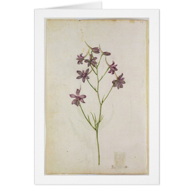 ヒエンソウのajacis、c.1568 (正面)