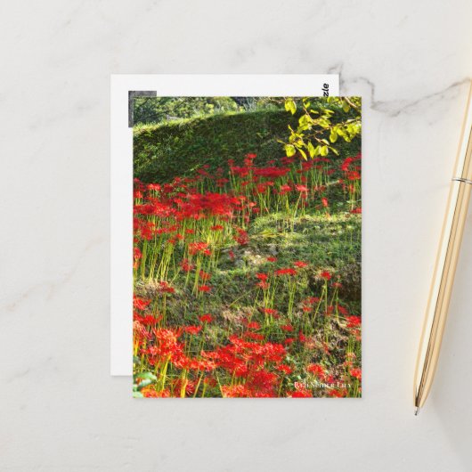 ヒガンバナ ポストカード (正面/裏面インサイチュ)