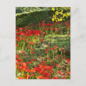 ヒガンバナ ポストカード (正面)