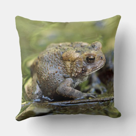 ヒキガエル クッション (裏面)
