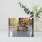 ヒキガエル ポストカード (スタンド正面)