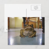 ヒキガエル ポストカード (正面/裏面)