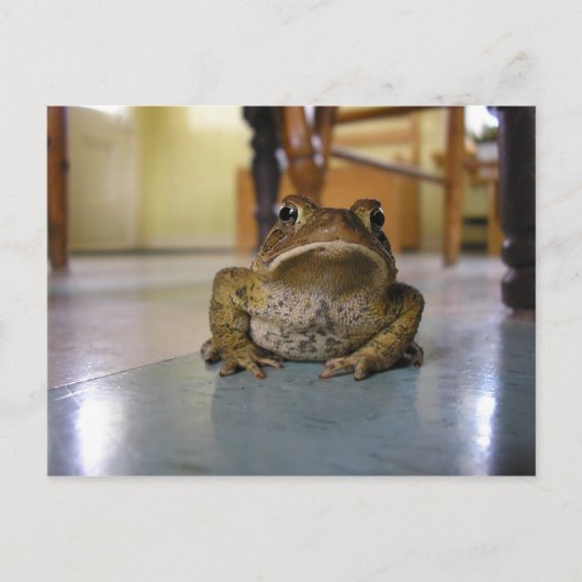 ヒキガエル ポストカード (正面)