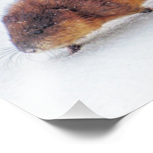 ヒギンズ湖の岸をマスクラットが散歩する フォトプリント            (角)