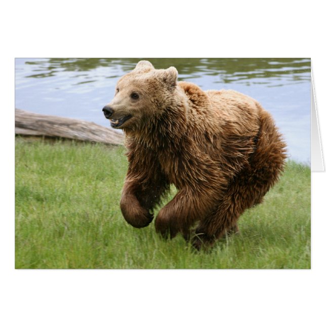 ヒグマのランニング (正面横)