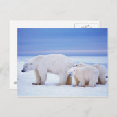 ヒグマの雌と子 ポストカード (正面/裏面)