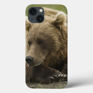 ヒグマ、か沿岸灰色グマ、Ursus iPhone 13ケース