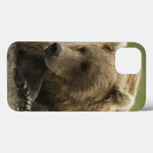 ヒグマ、か沿岸灰色グマ、Ursus Case-Mate iPhoneケース (裏面 (横))