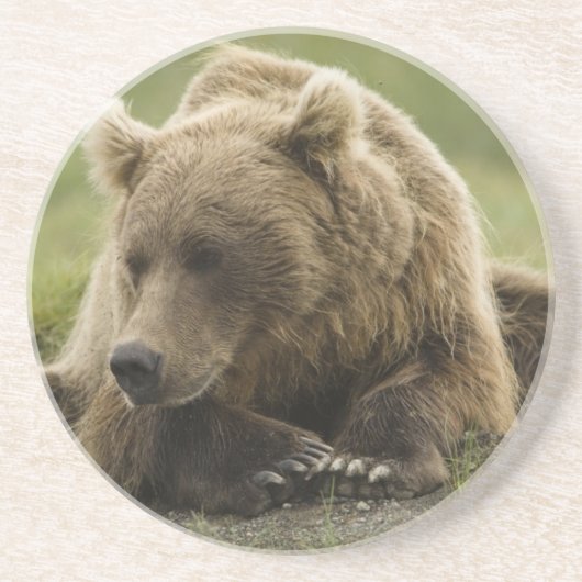 ヒグマ、または沿岸グリズリー、クマ属 コースター (正面)