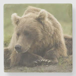 ヒグマ、または沿岸グリズリー、クマ属 ストーンコースター
