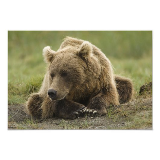 ヒグマ、または沿岸グリズリー、クマ属 フォトプリント (正面)