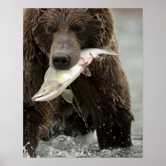 ヒグマ、または沿岸グリズリー、クマ属 ポスター (正面)
