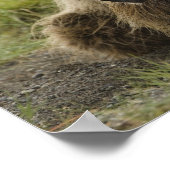 ヒグマ、または沿岸グリズリー、クマ属 ポスター (角)