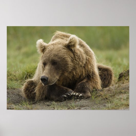 ヒグマ、または沿岸グリズリー、クマ属 ポスター (正面)