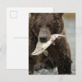 ヒグマ、または沿岸グリズリー、クマ属 ポストカード (正面/裏面)