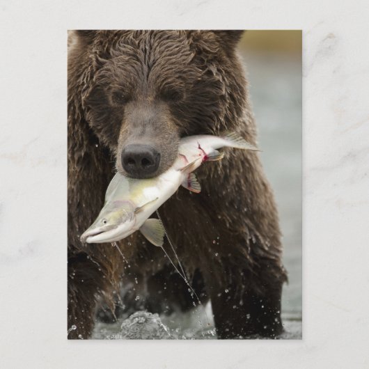 ヒグマ、または沿岸グリズリー、クマ属 ポストカード (正面)