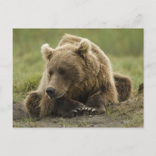 ヒグマ、または沿岸グリズリー、クマ属 ポストカード (正面)
