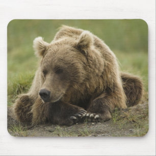 ヒグマ、または沿岸グリズリー、クマ属 マウスパッド