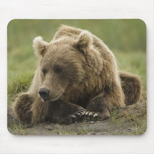 ヒグマ、または沿岸グリズリー、クマ属 マウスパッド (正面)