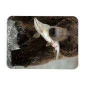 ヒグマ、または沿岸グリズリー、クマ属 マグネット (横)