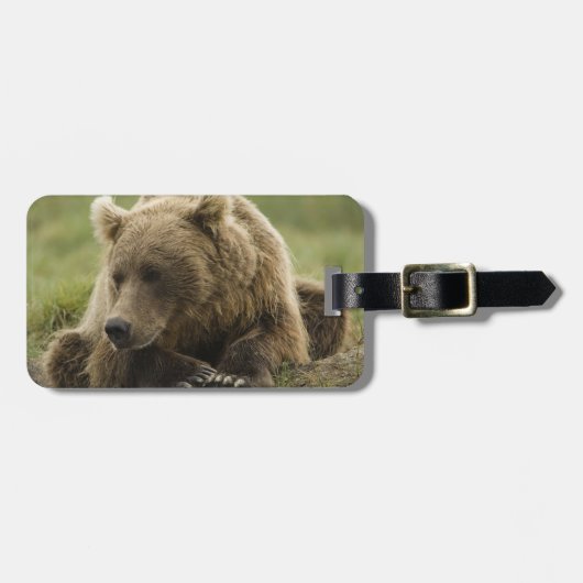 ヒグマ、または沿岸グリズリー、クマ属 ラゲッジタグ (正面横)
