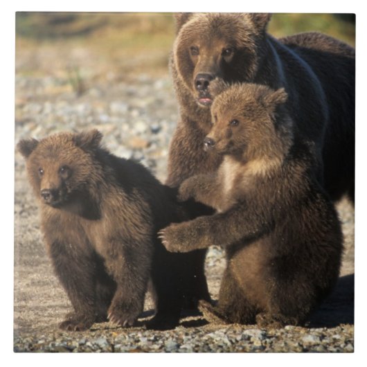 ヒグマ、グリズリーベア、海岸で子牛の播種 タイル (正面)