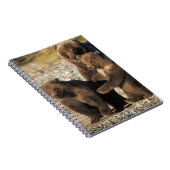 ヒグマ、グリズリーベア、海岸で子牛の播種 ノートブック (右側)