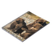 ヒグマ、グリズリーベア、海岸で子牛の播種 ノートブック (左側)