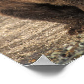 ヒグマ、グリズリーベア、海岸で子牛の播種 ポスター (角)