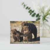 ヒグマ、グリズリーベア、海岸で子牛の播種 ポストカード (スタンド正面)