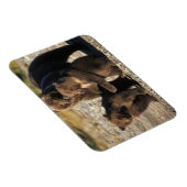 ヒグマ、グリズリーベア、海岸で子牛の播種 マグネット (右側)