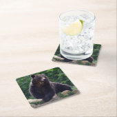 ヒグマ スクエアペーパーコースター (インサイチュ)