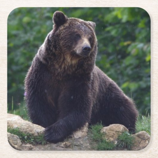 ヒグマ スクエアペーパーコースター (正面)