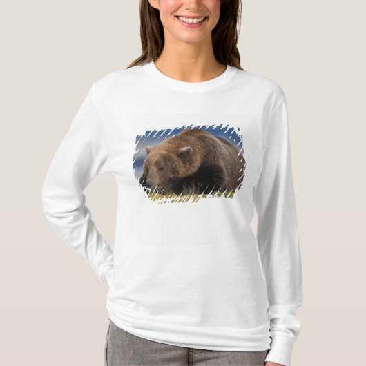 ヒグマ、ハイマヌスグマ、昼寝、カトマイ Tシャツ (正面)