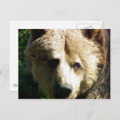 ヒグマ ポストカード (正面/裏面)