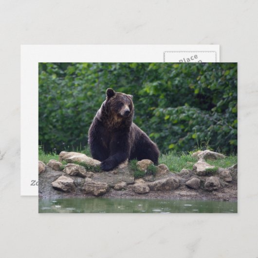 ヒグマ ポストカード (正面/裏面)