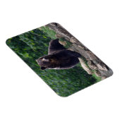 ヒグマ マグネット (右側)