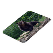 ヒグマ マグネット (左側)