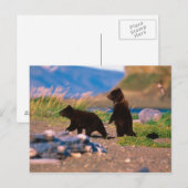 ヒグマ、Ursusのarctos、アラスカ半島、 ポストカード (正面/裏面)