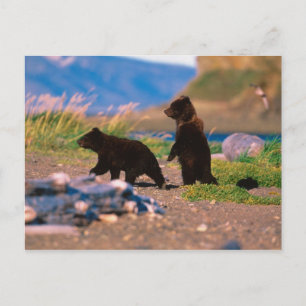 ヒグマ、Ursusのarctos、アラスカ半島、 ポストカード