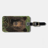 ヒグマ、Ursusのarctos、灰色グマ、Ursus 9 ラゲッジタグ (正面横)